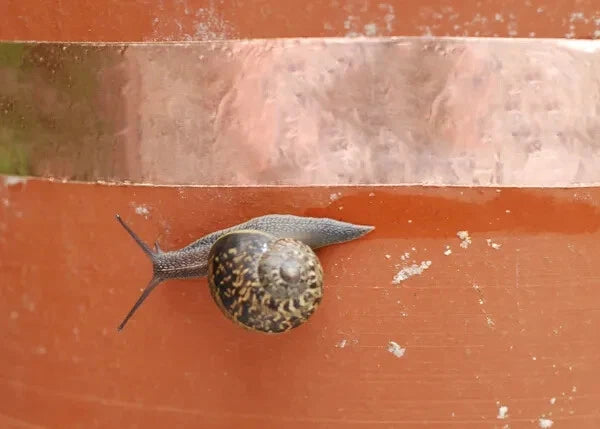 Adhesive copper tape used for plant protection against snails