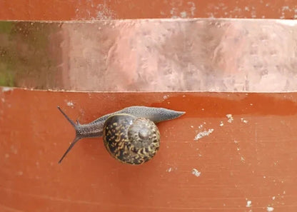 Adhesive copper tape used for plant protection against snails