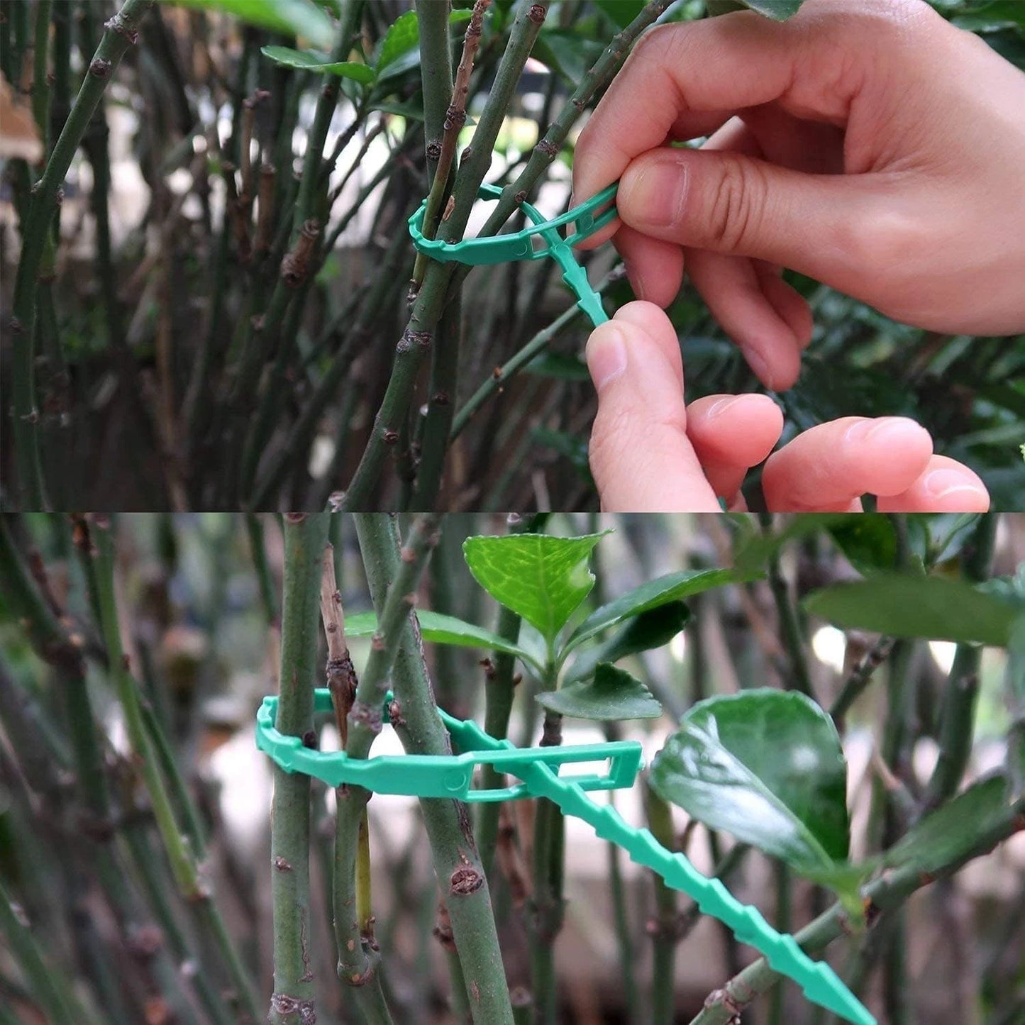 Greenhouse plant support clip installed on growing stems