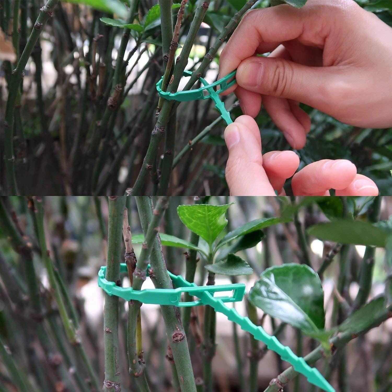 Greenhouse plant support clip installed on growing stems