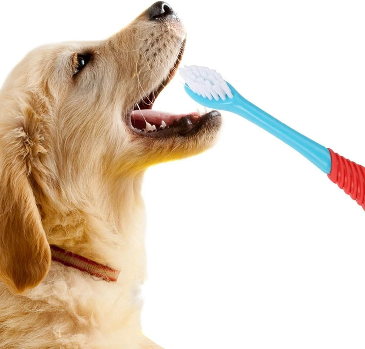 pet-oral-hygiene-plaque-removal-close